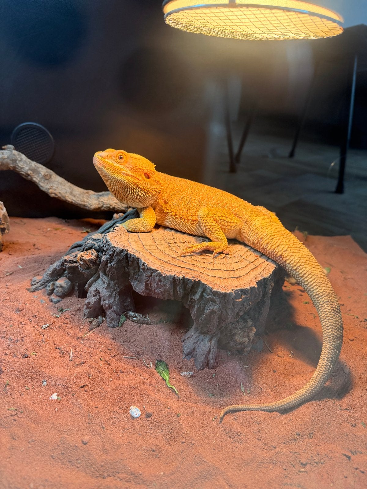 Baardagaam incl. Terrarium en benodigdheden Bearded Dragon - unknown for sale from Annek