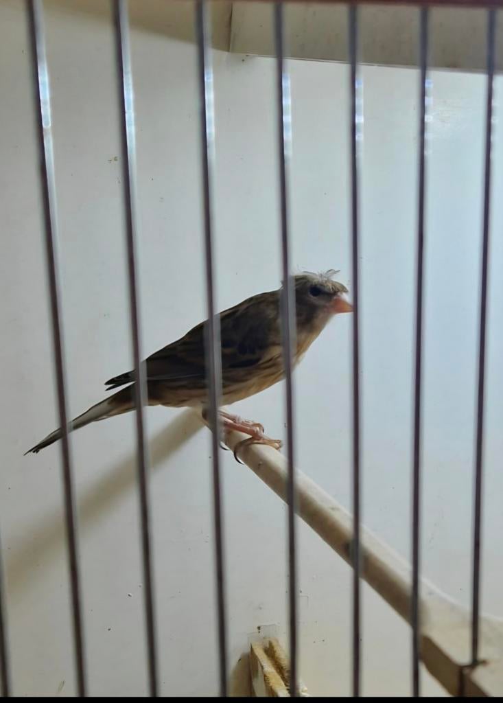 Verschillende soorten kanaries, Dieren en Toebehoren, Vogels | Overige Vogels, Meerdere dieren