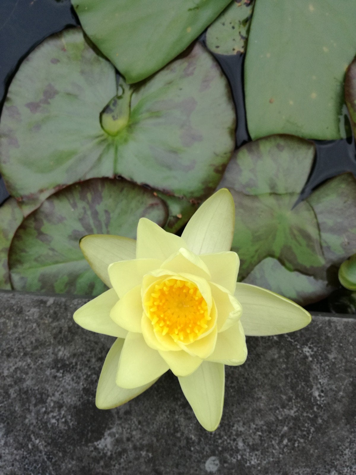 Grote waterlelie* geel* Vijverplant*, Tuin en Terras, Ophalen, Gebruikt, Overige typen