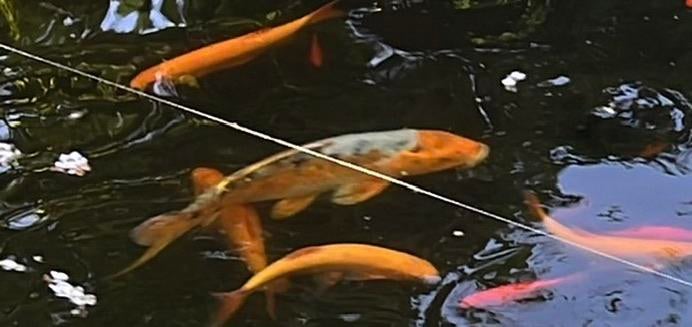Koi karpers, Dieren en Toebehoren