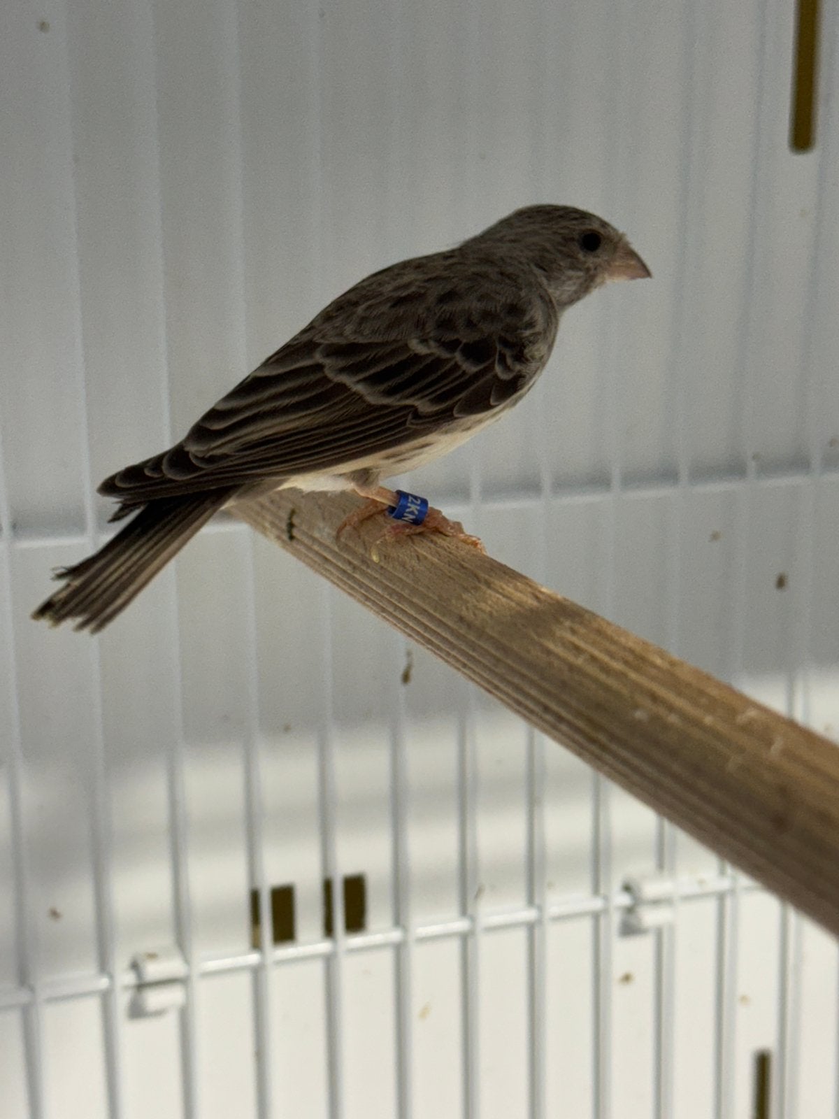 Edelzanger poppen 23/25, Dieren en Toebehoren, Vrouwelijk, Geringd