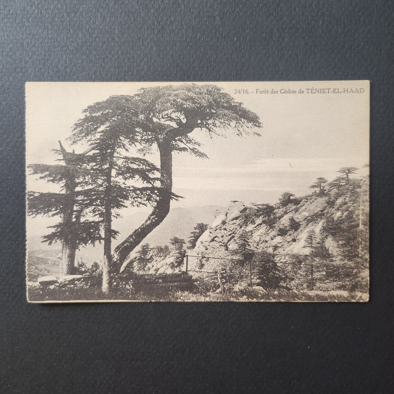 1938 Kaart Algerije Forêt des Cèdres de Téniet-el-Haad, Verzenden, 1920 tot 1940, Gelopen, Buiten Europa