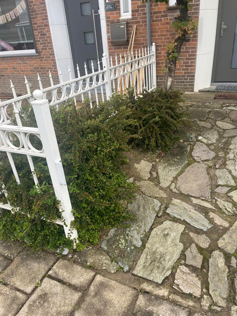 2 Grote struiken (zelf uitsteken), Ophalen, Overige soorten, Struik, 100 tot 250 cm