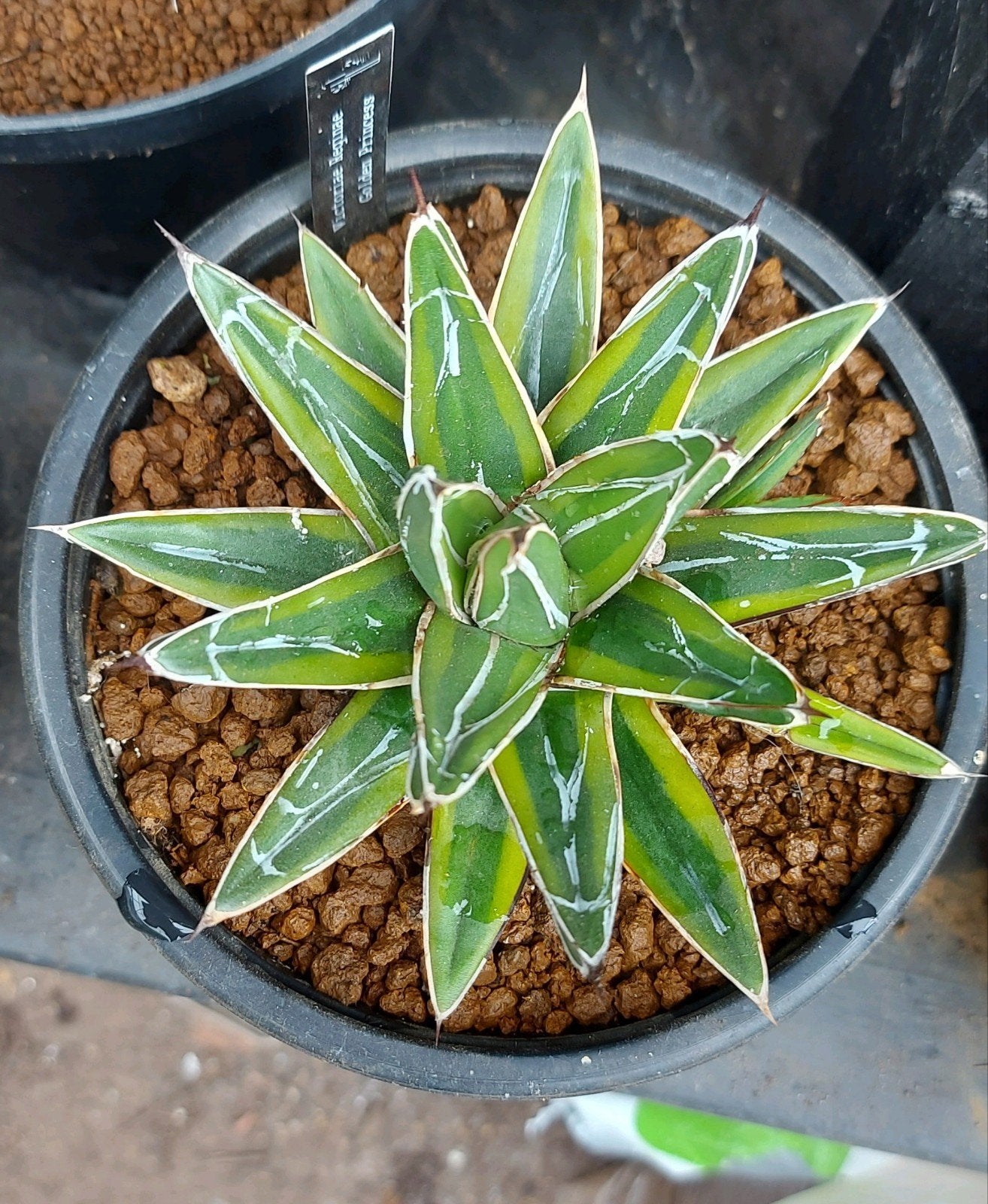 Agave Victoria Regina variegata "Golden Princess", Overige soorten, Vaste plant, Ophalen of Verzenden, Bloeit niet