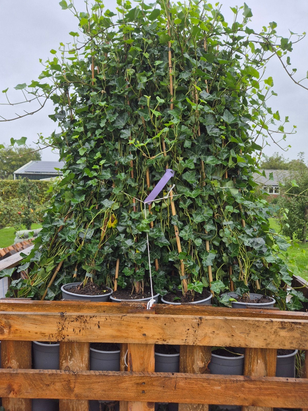 Hedera hibernica 100 - 125 cm C2 280 stuks, Ophalen of Verzenden, Overige soorten, 100 tot 250 cm