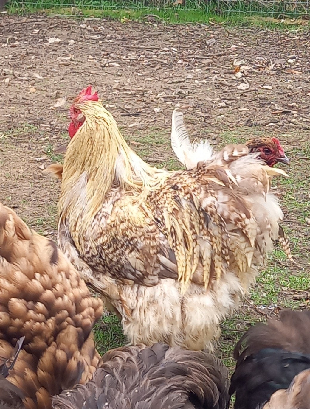 te koop koekkoek haan orpington groot, Dieren en Toebehoren, Mannelijk, Kip