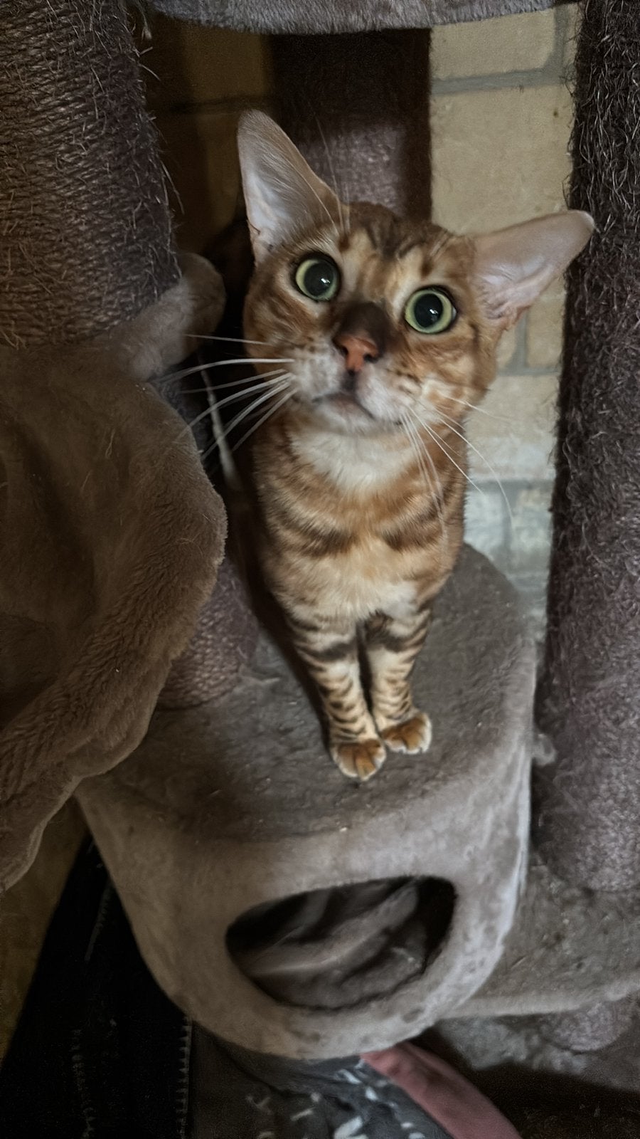 Bengaal dekkater, Dieren en Toebehoren, Katten en Kittens | Dekkaters, 3 tot 5 jaar