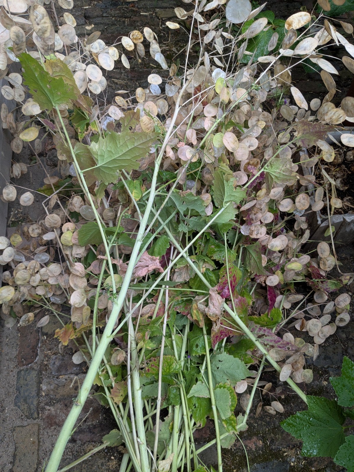 verse judaspenning zaden tuinplant af te halen, Tuin en Terras, Tweejarig, Halfschaduw, Lente, Ophalen