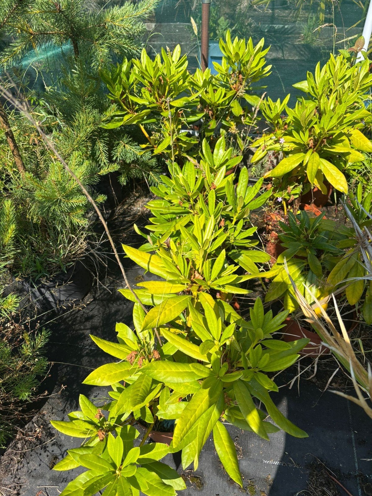 Ivm minderen kwekerij, nu uitverkoop! Bijv Rododendrons!, Tuin en Terras, Planten | Bomen, Overige soorten, Minder dan 100 cm