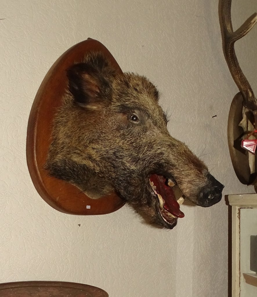 opgezette kop wild zwijn everzwijn varken, Ophalen