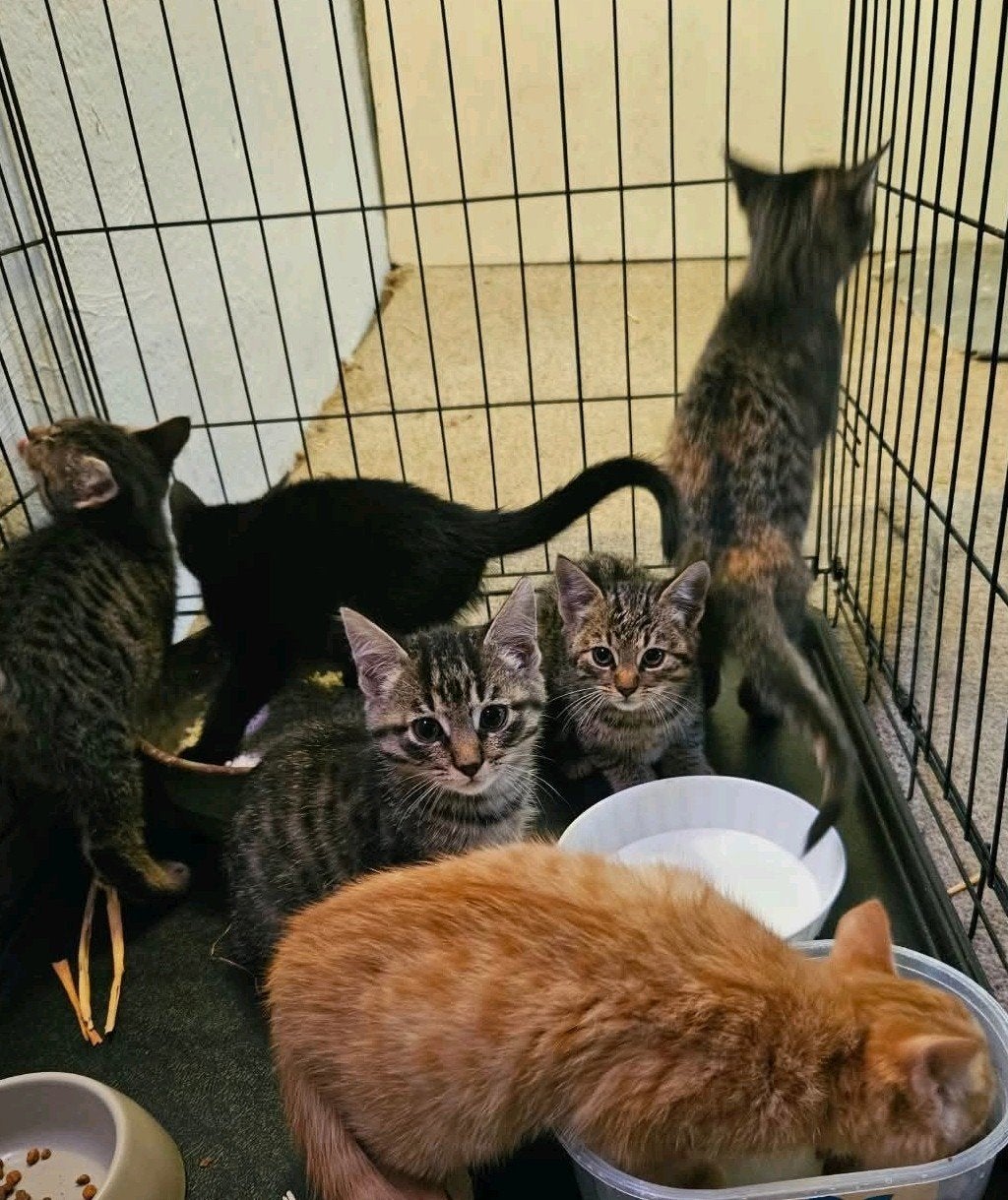 Lieve boerderijkittens te koop, Dieren en Toebehoren, Meerdere dieren, Kortharig, 0 tot 2 jaar