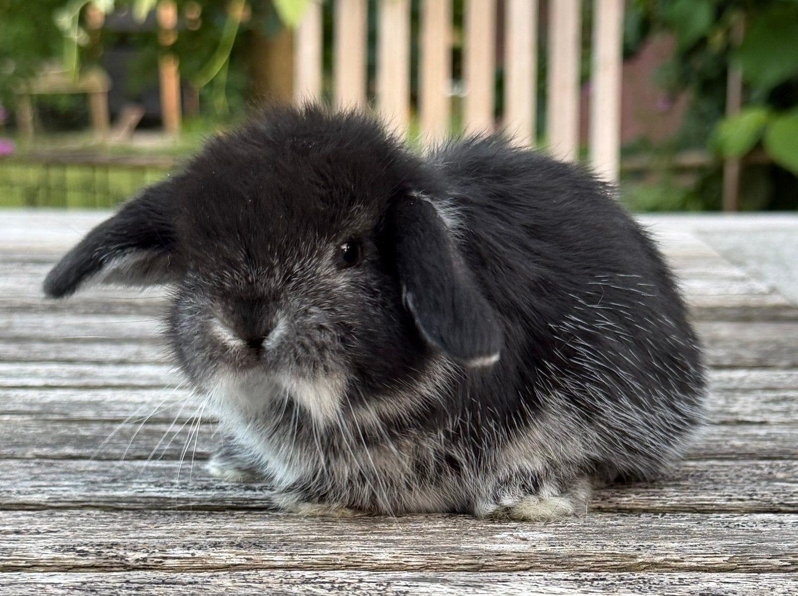 Minilop konijntjes, Dieren en Toebehoren, Konijnen, Meerdere dieren, Dwerg, Hangoor, 0 tot 2 jaar