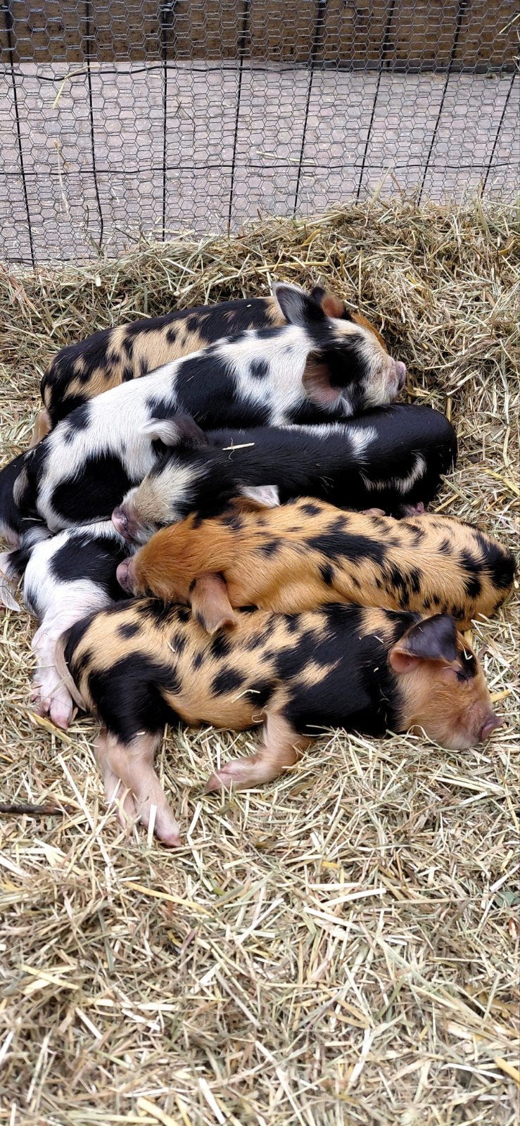 Kune Kune biggen te koop, Dieren en Toebehoren, Meerdere dieren, Varken, 0 tot 2 jaar