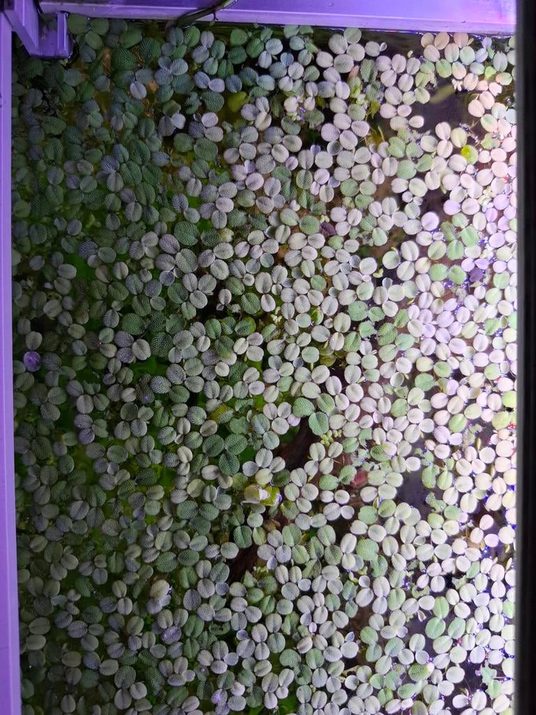 Salvinia minima drijfplant, Ophalen, Nieuw, Plant(en), Steen of Hout