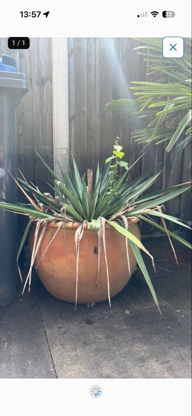 Grote bloempot met plant gratis af te halen, Tuin en Terras, Bloempotten, Ophalen, Gebruikt, Balkon, 40 cm of meer