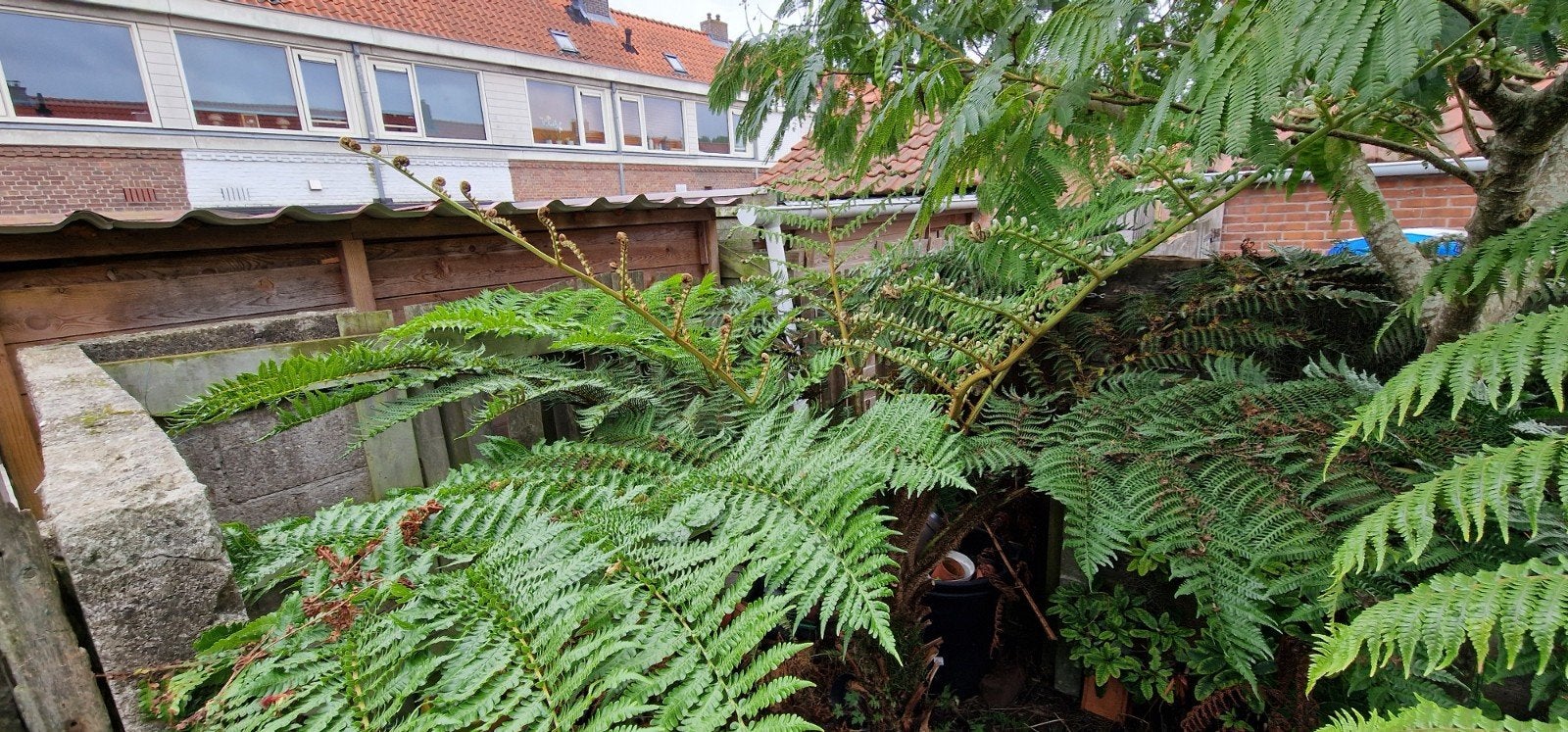 Boomvaren Cyathea Felina te koop, Bloeit niet, Halfschaduw, Overige soorten, 100 tot 250 cm