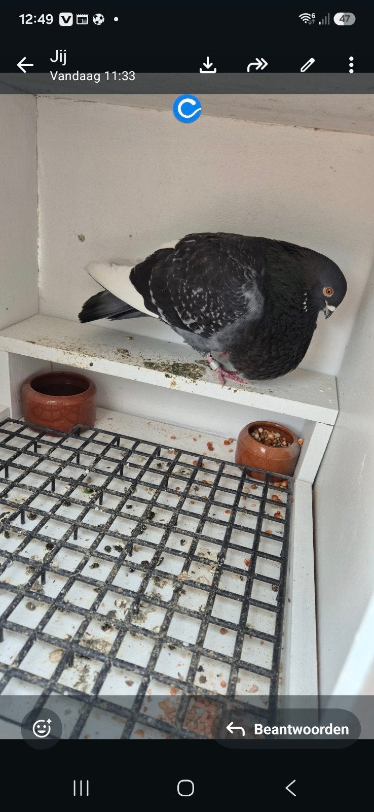 Doffer, Dieren en Toebehoren