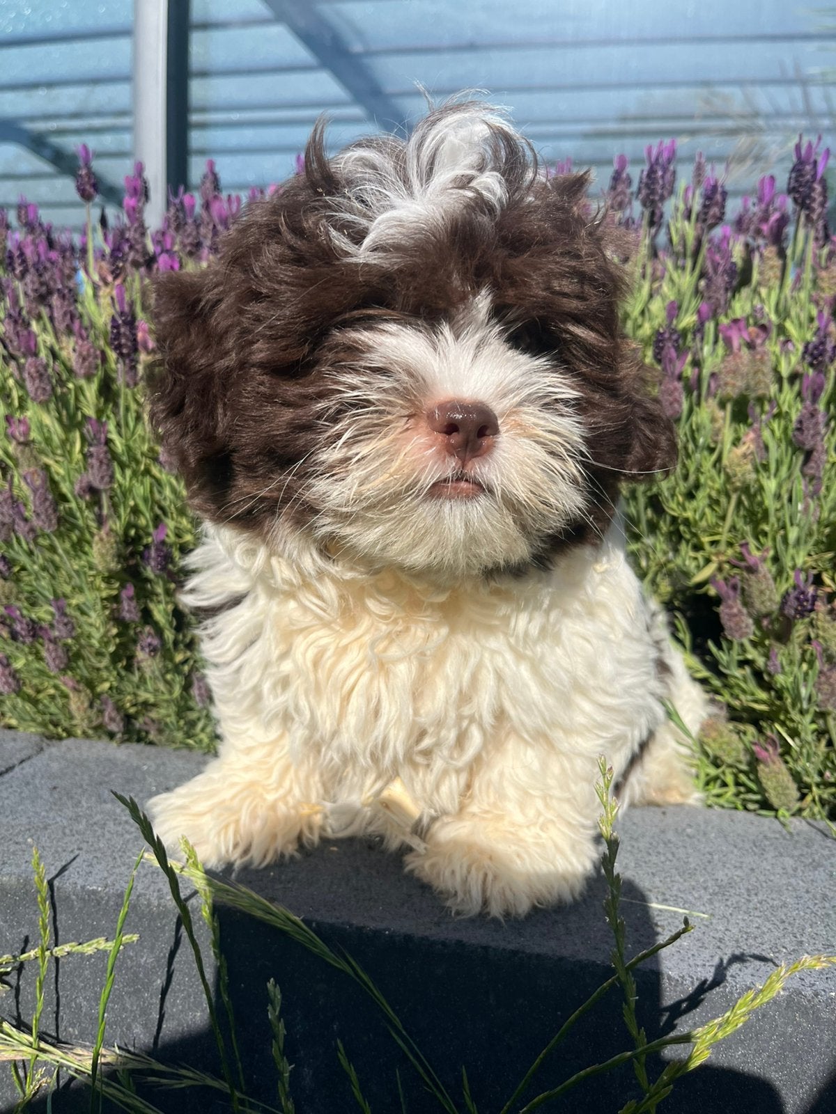 Deze twee knapperds zijn beschikbaar boomer pups, Dieren en Toebehoren, Honden | Chihuahua's en Gezelschapshonden, Meerdere dieren