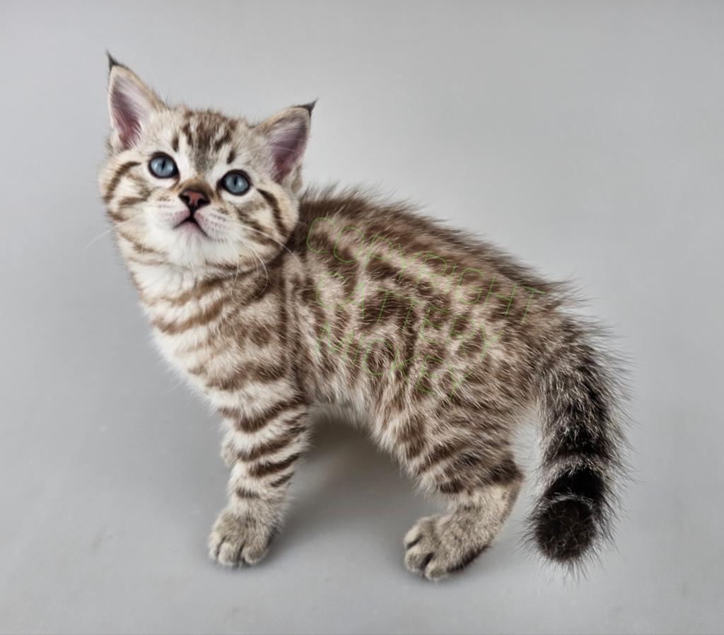 Kitten Bengaal x Seal mink tabby spotted Katertje, Kater, Met stamboom, 0 tot 2 jaar