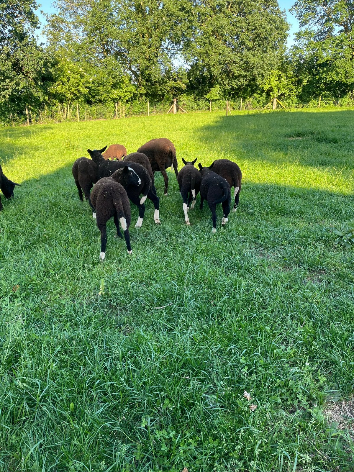 Zwartbles lammeren, Dieren en Toebehoren, Meerdere dieren, Schaap