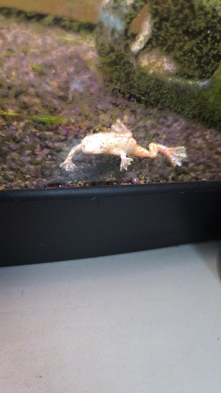 Aquarium met kikkers, garnalen, guppies en danio's compleet, Dieren en Toebehoren, Vis, Zoetwatervis, Schoolvis