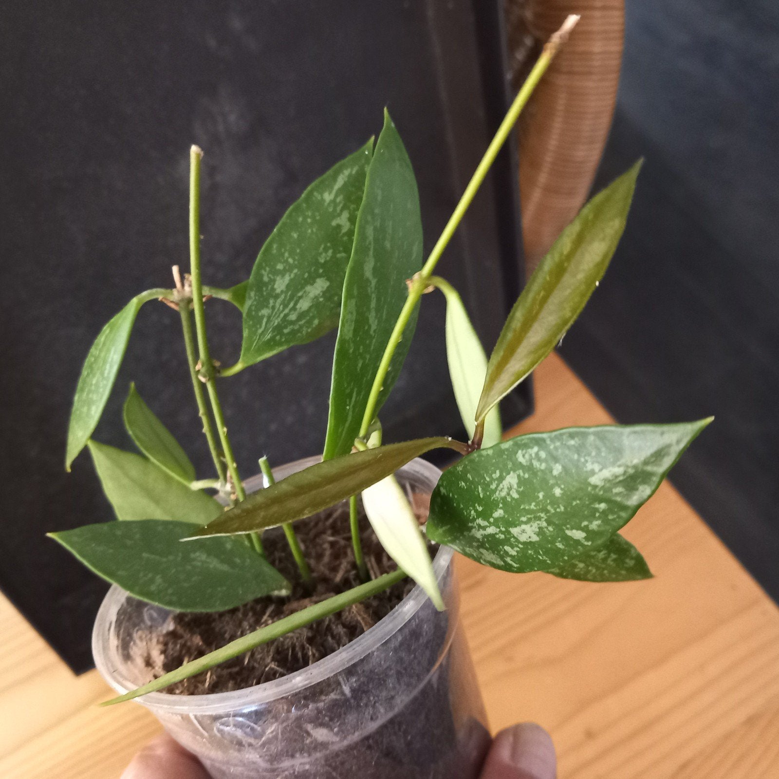 Hoya memori gracils stek nr 99, Huis en Inrichting, Kamerplanten, Ophalen of Verzenden, Halfschaduw, Minder dan 100 cm