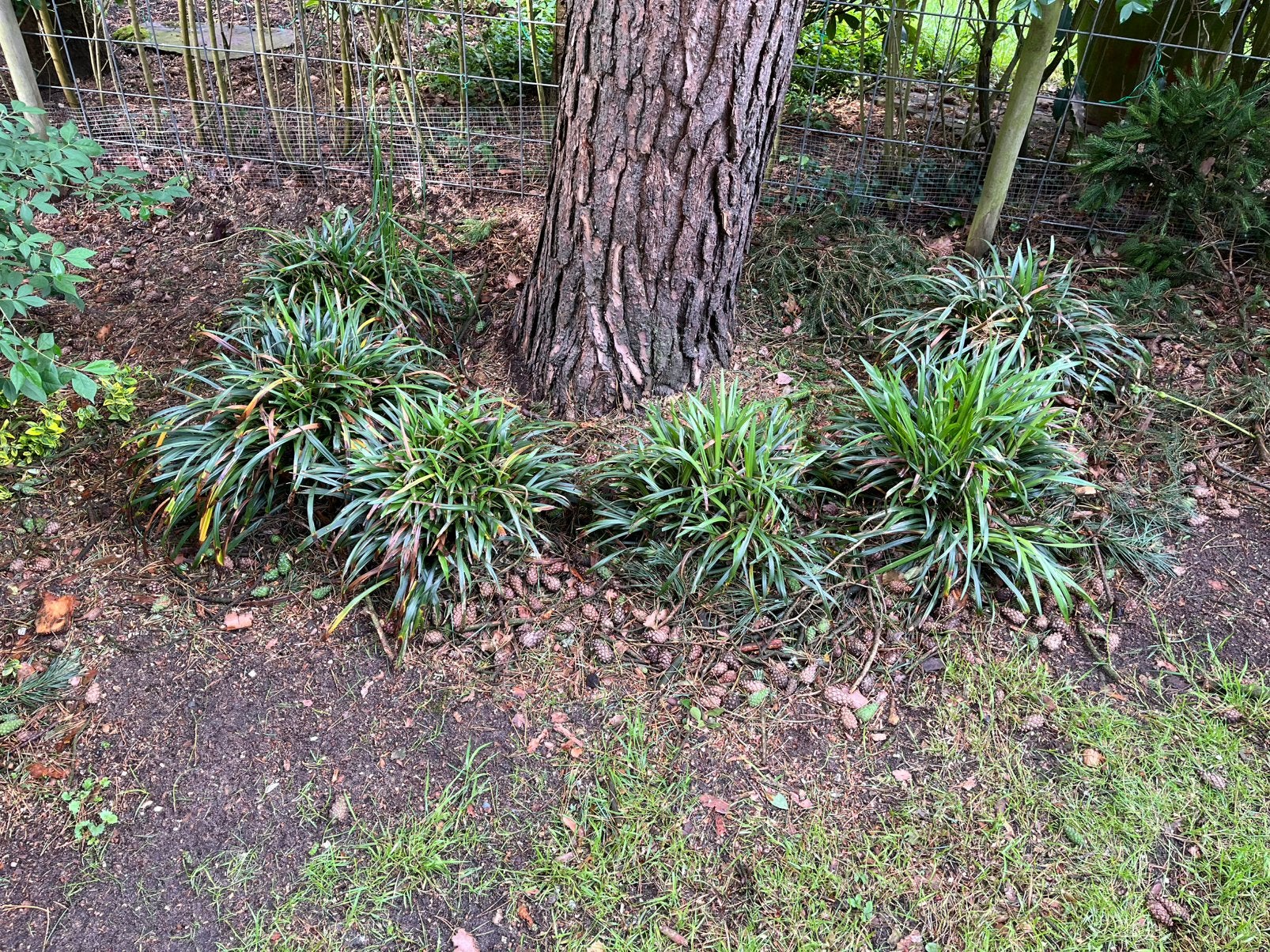 Diverse tuinplanten, Ophalen, Siergrassen, Volle zon