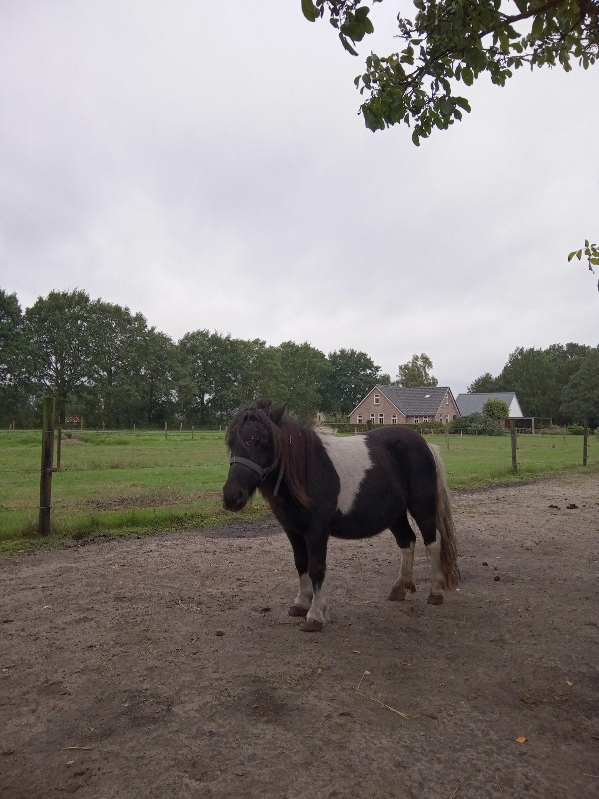 Merrie zwart bont 11 jaar, Dieren en Toebehoren, Merrie, Gechipt, A pony (tot 1.17m), 11 jaar of ouder