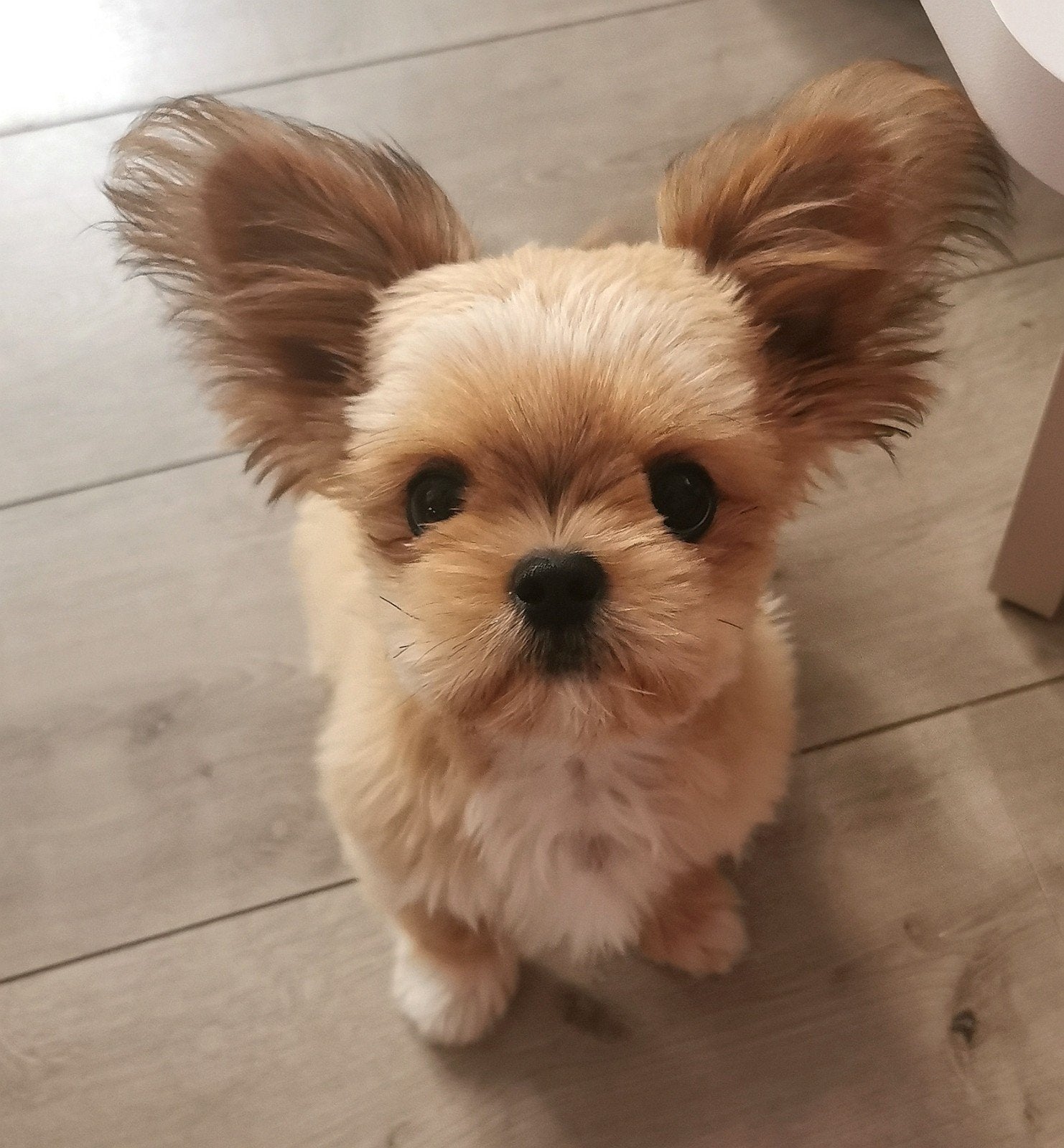 Shih-tzu x chihuahua reutje, Dieren en Toebehoren, Honden | Chihuahua's en Gezelschapshonden, 15 weken tot 1 jaar, Reu, Parvo