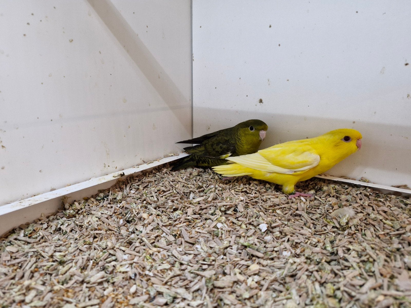 Jong koppel catharina, Dieren en Toebehoren, Vogels | Parkieten en Papegaaien, Meerdere dieren, Parkiet, Geringd