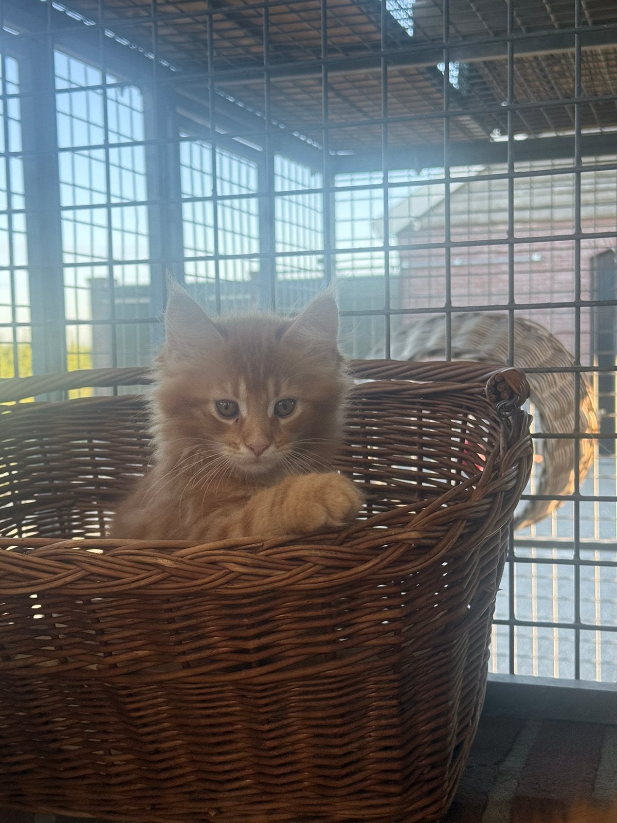 Maine Coon kittens, Dieren en Toebehoren, Meerdere dieren, Gechipt, 0 tot 2 jaar