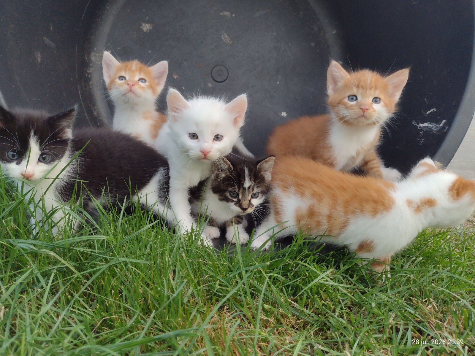 Te koop: prachtige kitten kittens, Meerdere dieren