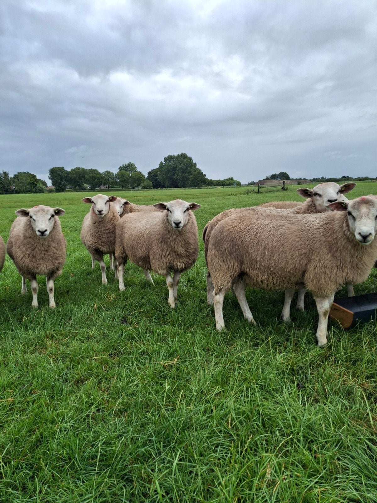 Te koop stamboek swifter dekrammen, Mannelijk, Schaap, 0 tot 2 jaar