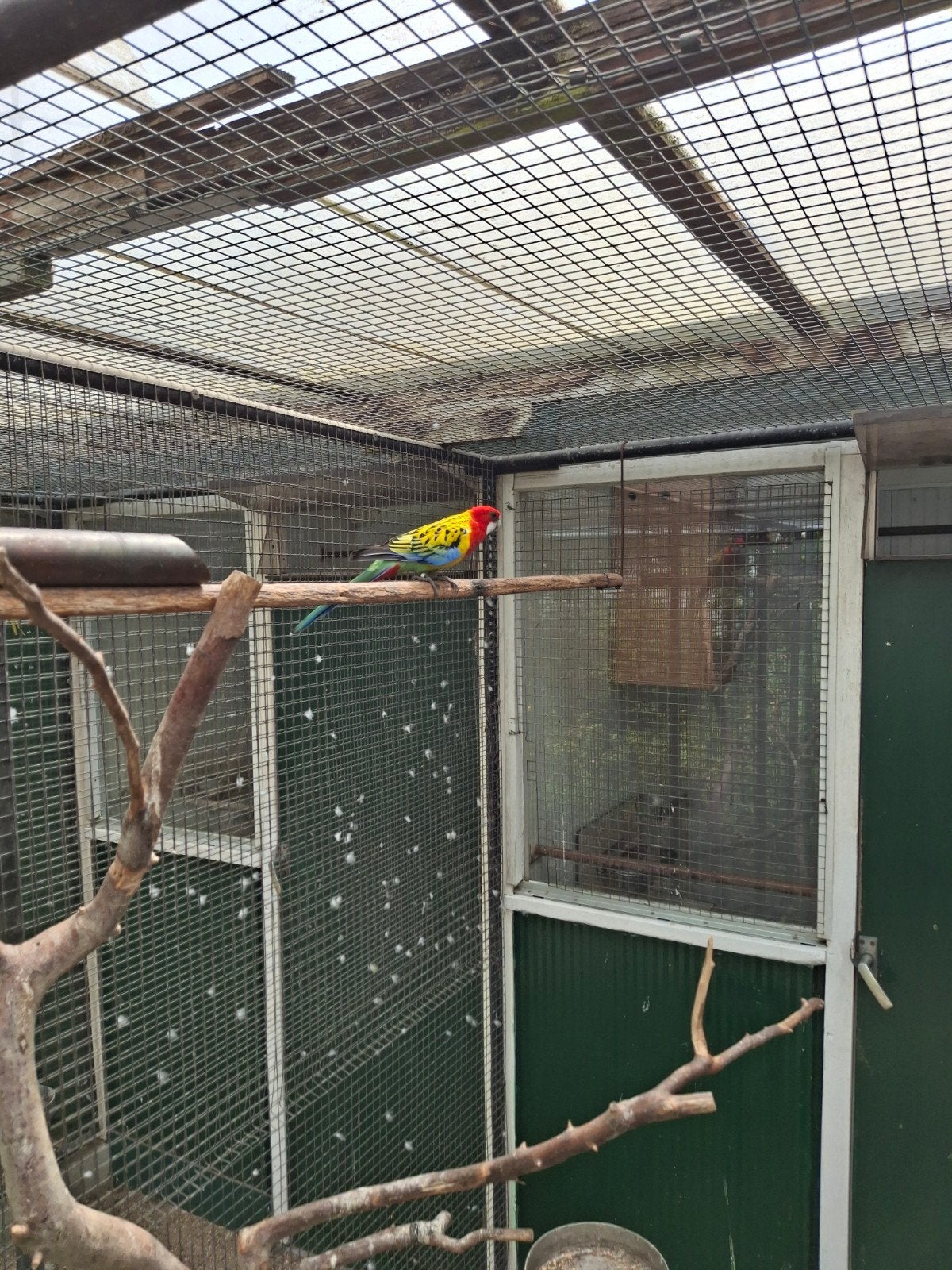 prachtrosella, Meerdere dieren, Parkiet, Geringd