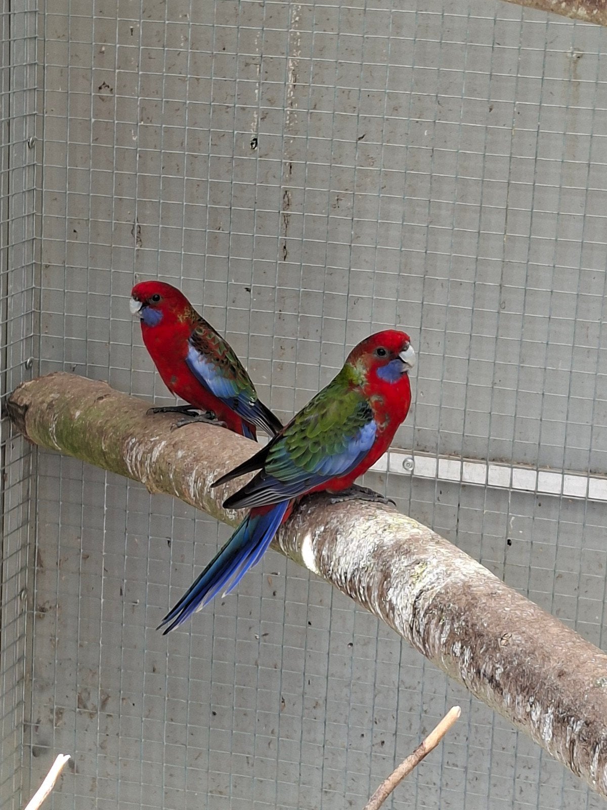 Pennant rosella's, Meerdere dieren, Parkiet, Geringd