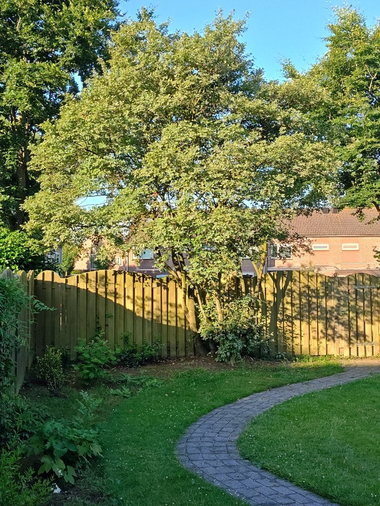 Prachtige zevenstammige krentenboom (Amelanchier lamarckii), Ophalen, Volle zon, Overige soorten, 400 cm of meer