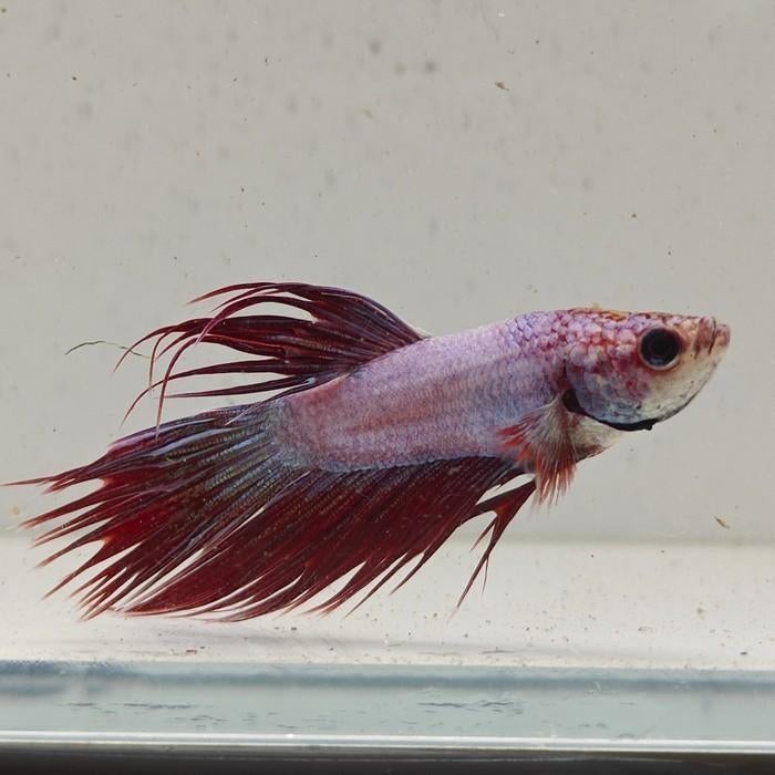 Betta splendens man 16, Dieren en Toebehoren, Vissen | Aquariumvissen, Vis