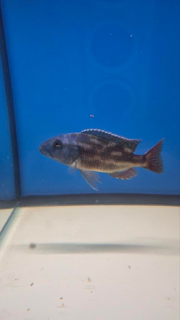 Malawi cichliden, Dieren en Toebehoren, Vis