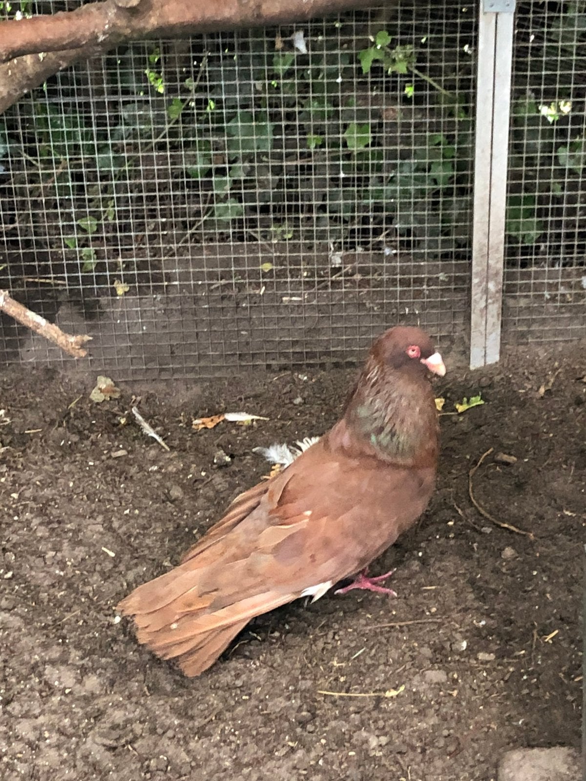 Romeinen reuzen duiven grote duiven, Dieren en Toebehoren, Meerdere dieren, Overige soorten