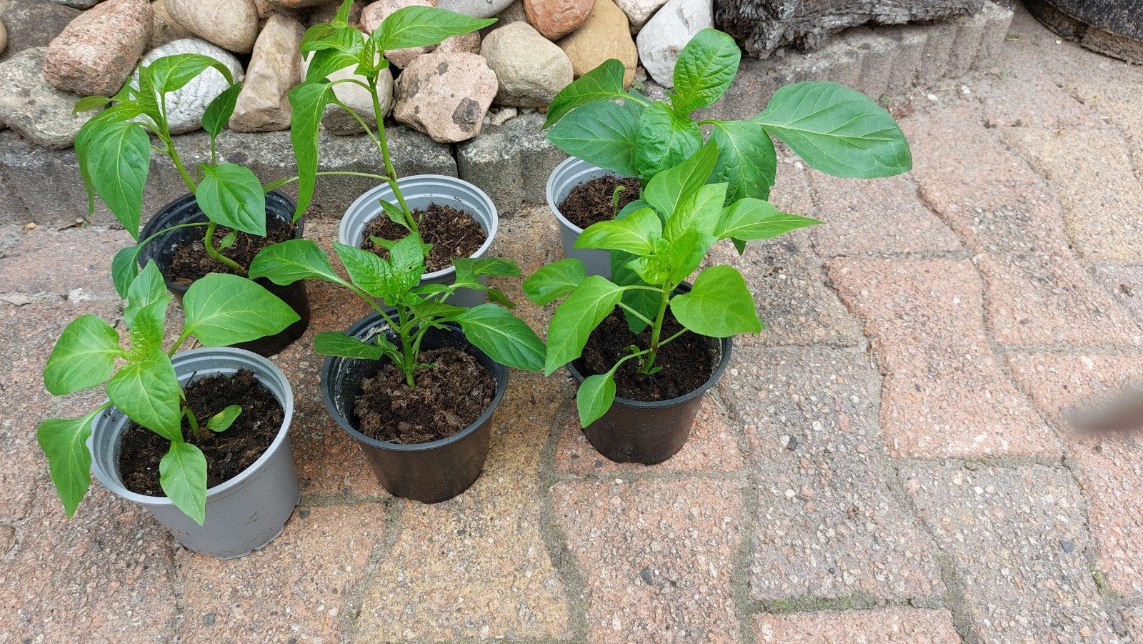 PAPRIKA plantjes, Ophalen, Eenjarig, Groenteplanten, Volle zon