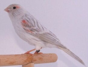 Gezocht  mozaiek rood opaal of satinet of isabel., Dieren en Toebehoren, Meerdere dieren, Kleurkanarie