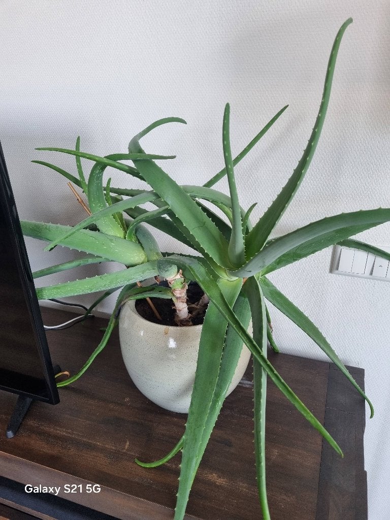 Alivera, Ophalen, Overige soorten, Halfschaduw, Minder dan 100 cm
