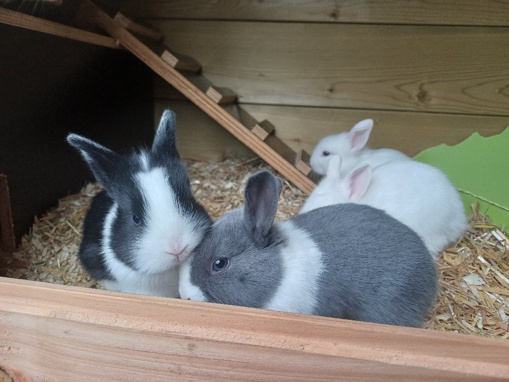 Jonge dwergkonijntjes, Dieren en Toebehoren, Meerdere dieren, Dwerg