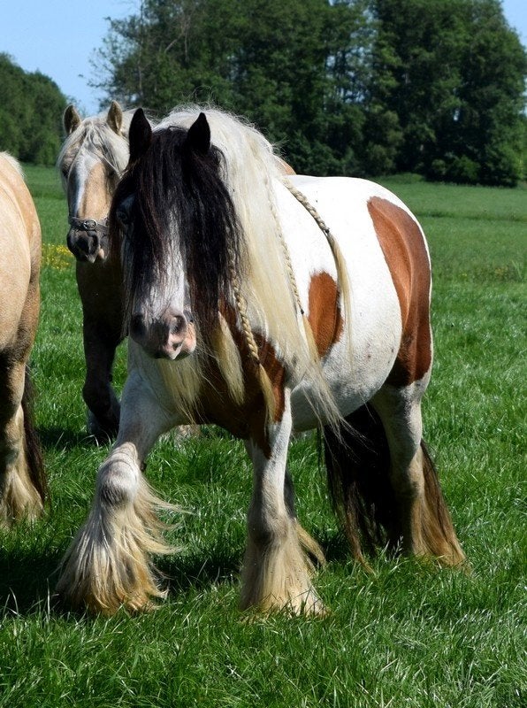 Drachtige eerste premie stamboek tinker merrie., Dieren en Toebehoren, Merrie, Minder dan 160 cm, Met stamboom, 7 tot 10 jaar