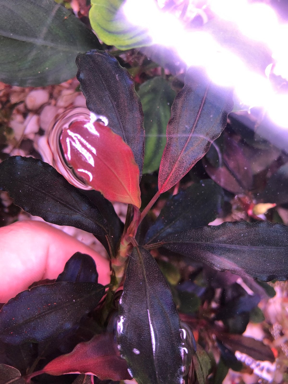 Bucephalandra Firebird, Ophalen of Verzenden, Nieuw