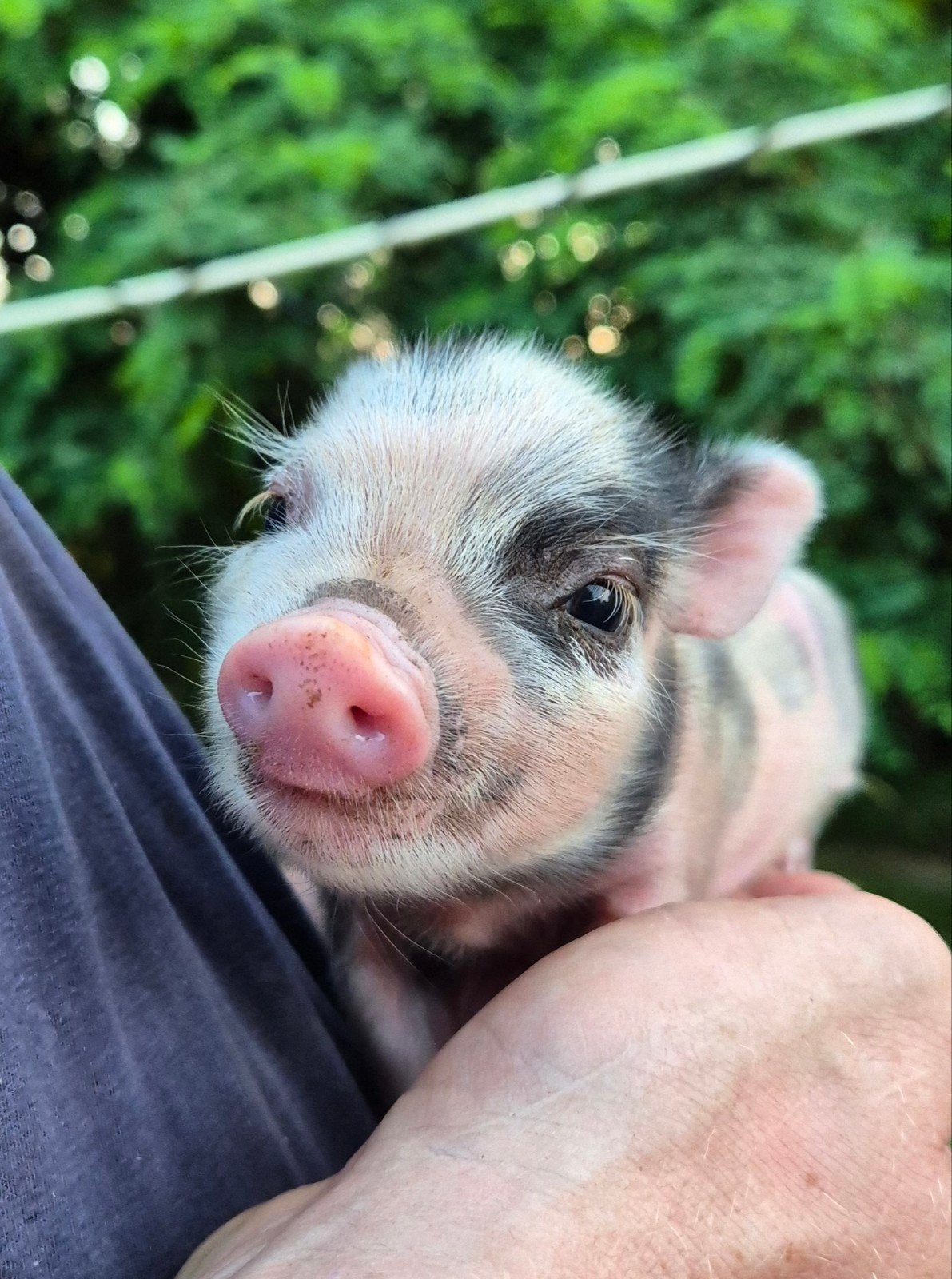 Göttinger biggetjes, mini varken, Dieren en Toebehoren, Schapen, Geiten en Varkens, Meerdere dieren