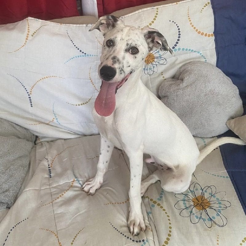 ACE: Icon, wie wil hem nu een zalige thuis geven?, Particulier, 15 weken tot 1 jaar, Reu, Buitenland