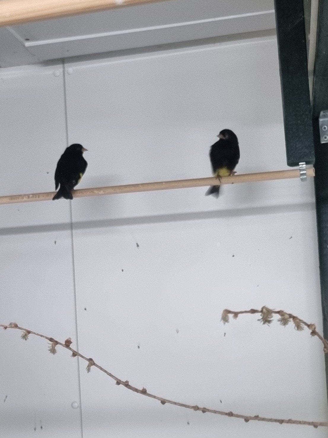 Zwarte sijs, Dieren en Toebehoren, Meerdere dieren