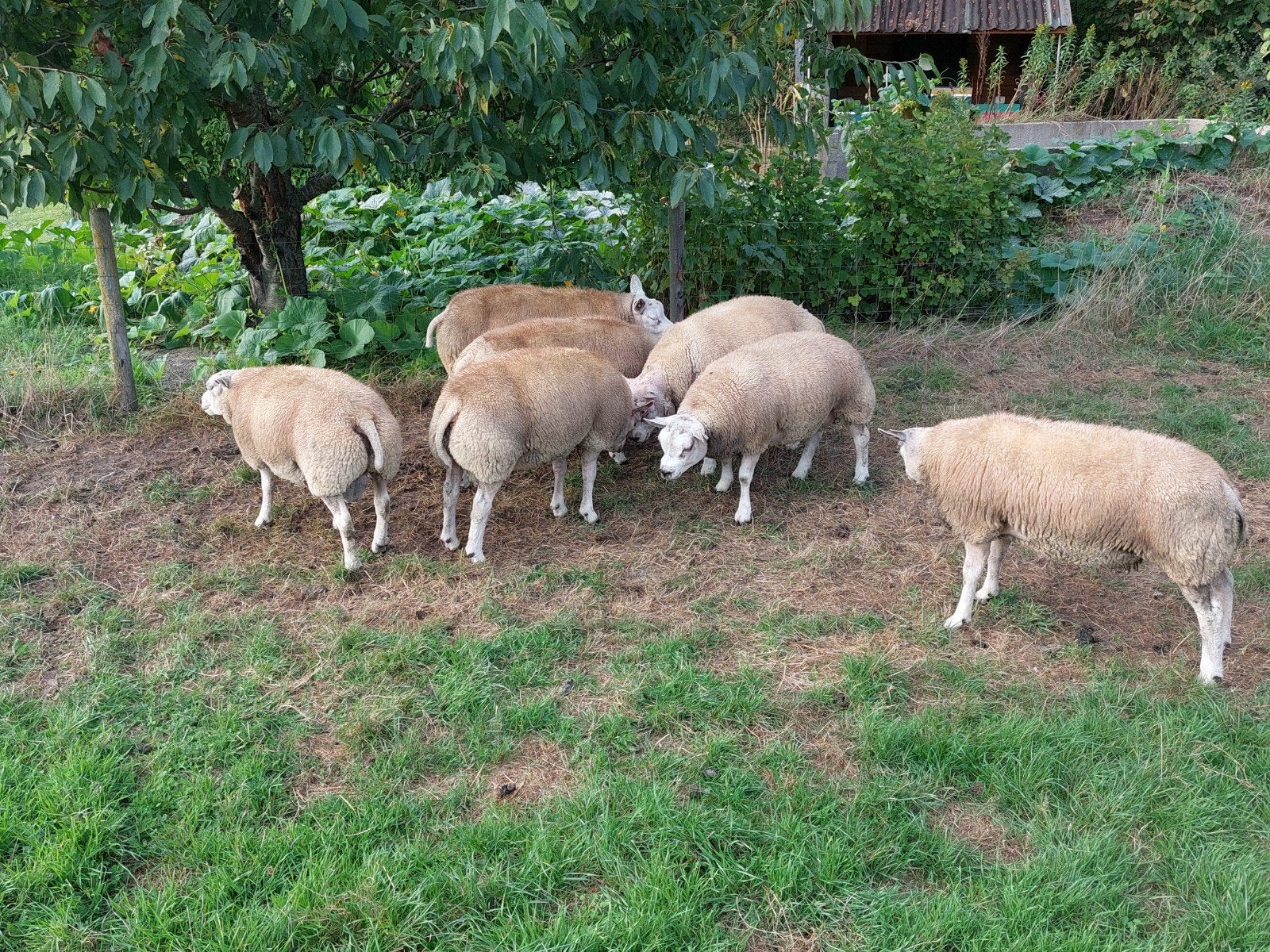 texelse fok rammen, Dieren en Toebehoren, Schapen, Geiten en Varkens, Mannelijk, Schaap, 0 tot 2 jaar