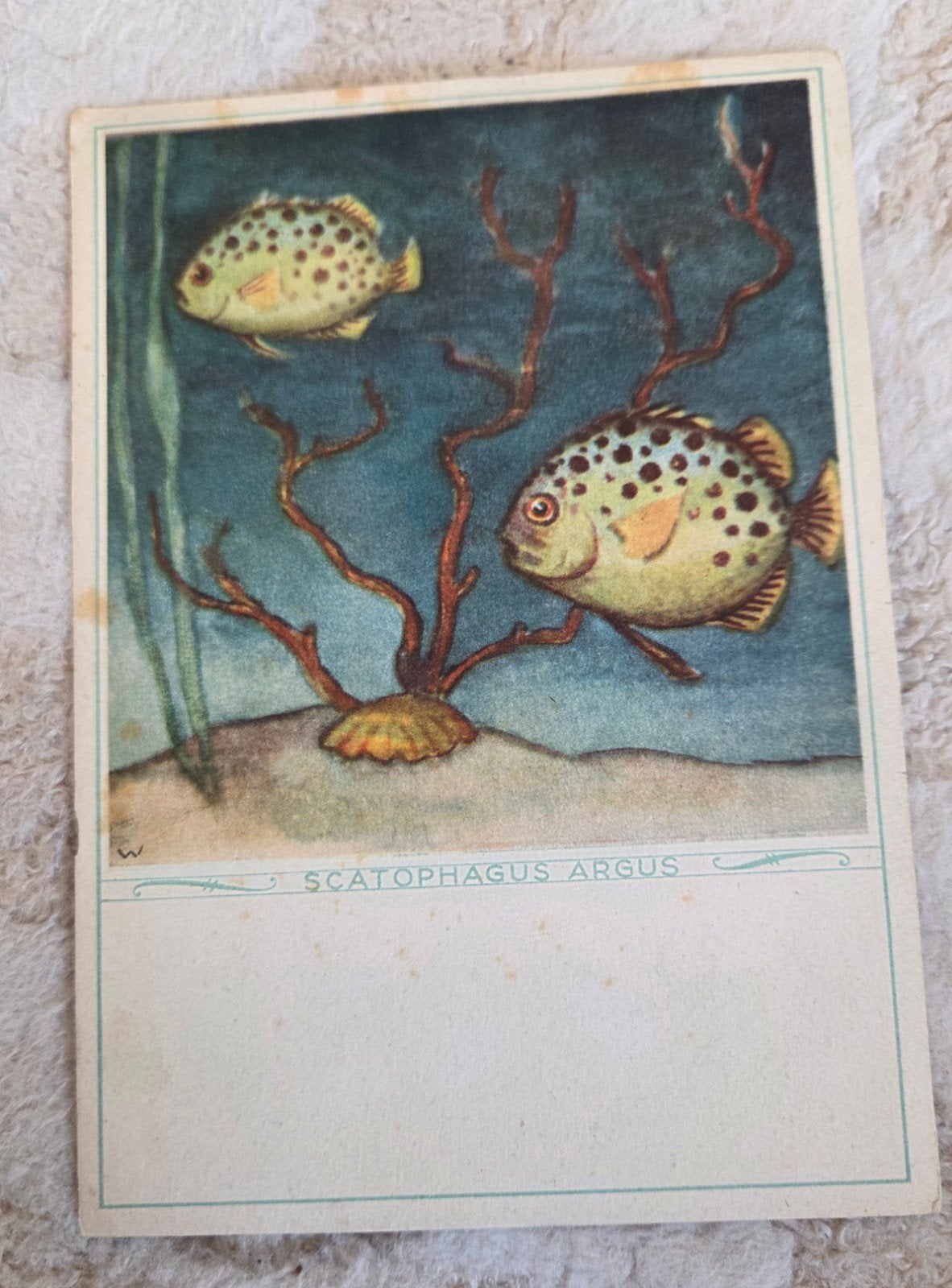 Scatophagus Argus (Argusvis), Verzenden, 1940 tot 1960, Gelopen, Overige thema's